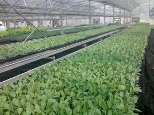 壽光建發 以最實惠價格提供優質大棚蔬菜種苗，一站式批發供應服務