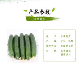蘇子富春水果黃瓜——夏季綠色農家小黃瓜，新鮮現摘的東北特產｜嘗鮮正當時！